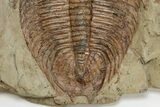 Ordovician Trilobite (Dikelokephalina) - Excellent Preservation #222355-3